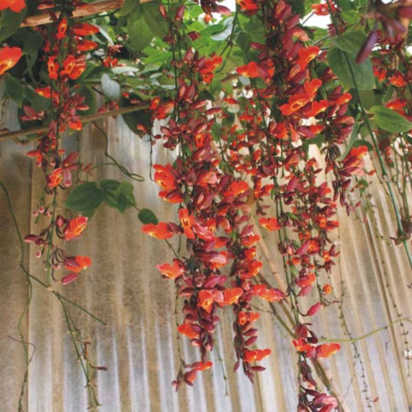 Тунбергия Коккинея