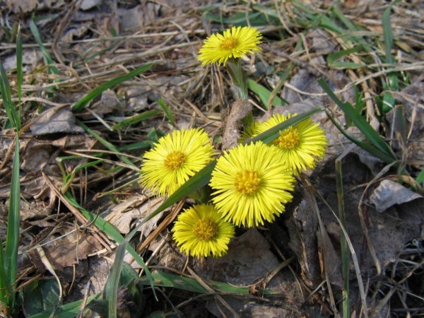 Весенние цветы мать и мачеха