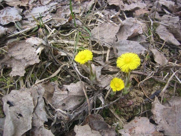 Цветы первоцветы мать и мачеха
