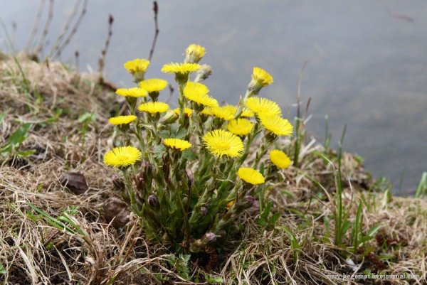 Первоцветы мать-и-мачеха