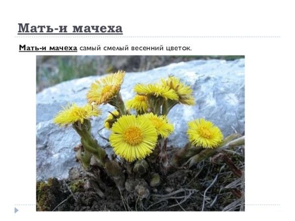 Весенние первоцветы мать и мачеха Вологда