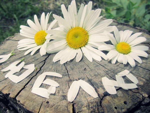 Гармония природы