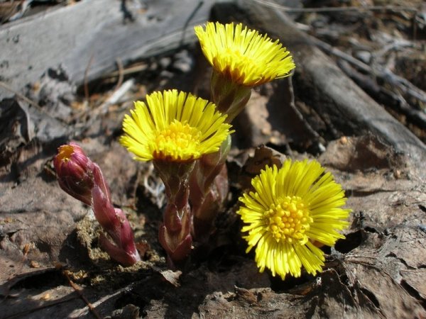 Первоцветы мать-и-мачеха