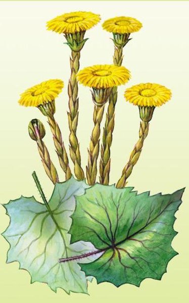 Мать-и-мачеха обыкновенная