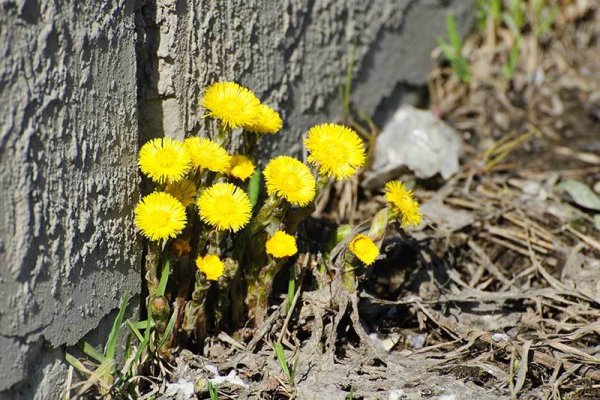 Первоцвет мать и мачеха ранней весной