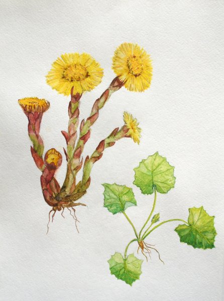 Мать и мачеха липа