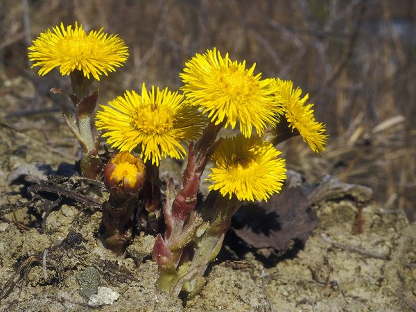 Подснежник мать и мачеха Мимоза