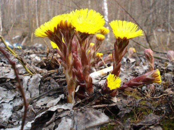 Первоцветы мать-и-мачеха