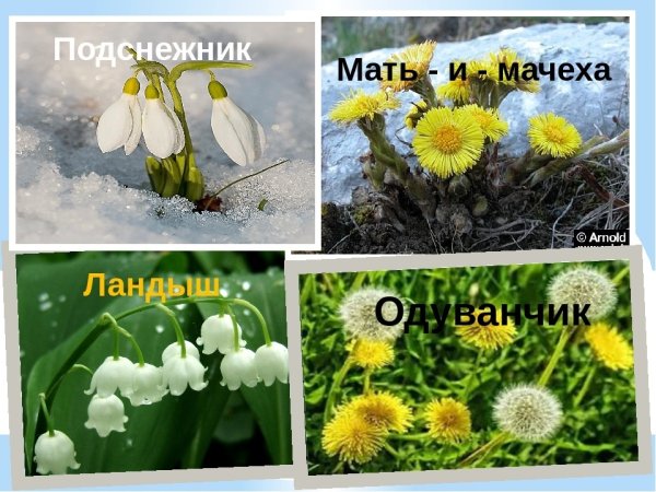 Мать и мачеха одуванчик Подснежник