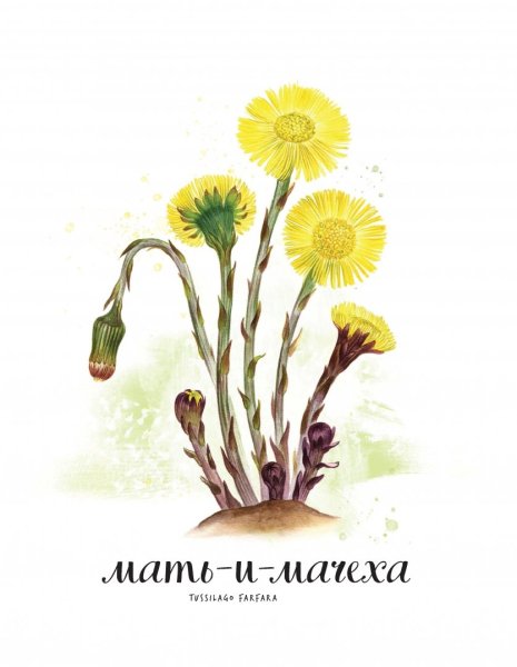 Первоцвет мать и мачеха описание