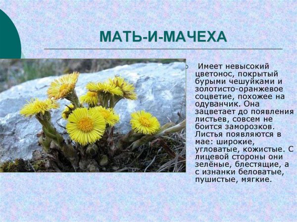 Весенние цветы описание для детей