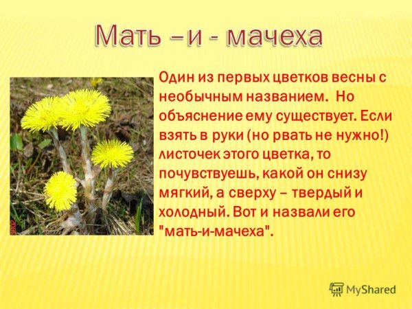 (Первоцветы: Медуница, мать-и-мачеха, Подснежник)
