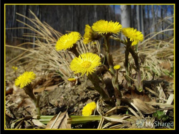 Весенние цветы мать и мачеха