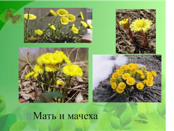 Мать мачеха Луговой растений