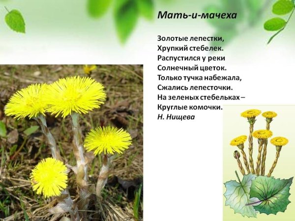 Детям о мать и мачехе первоцветы