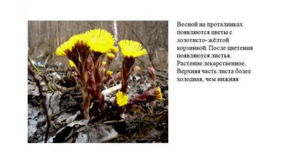 Мать-и-мачеха и Медуница