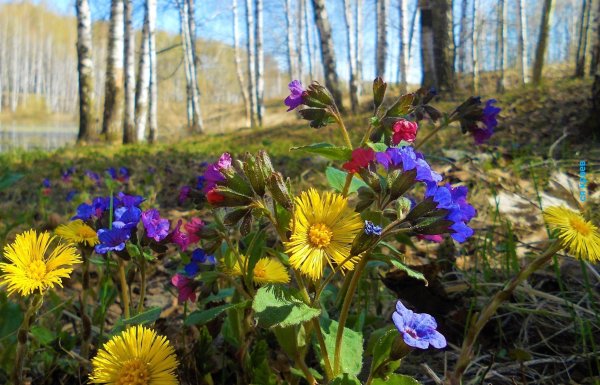 Мать и мачеха весной