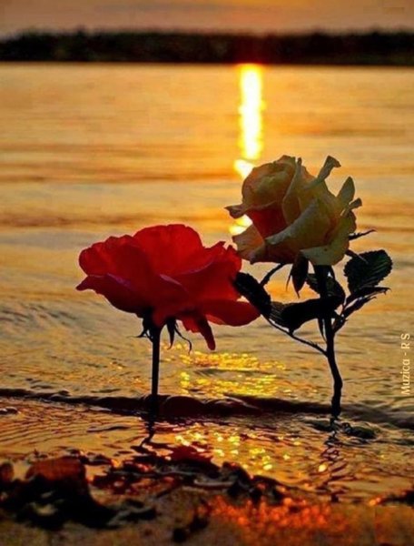 Цветы для любимой