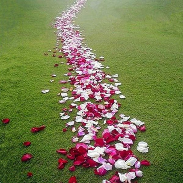 Цветы для любимой анимация