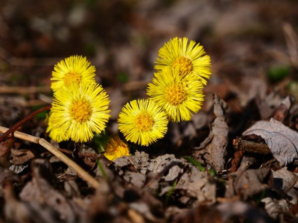Ранняя Весна мать и мачеха