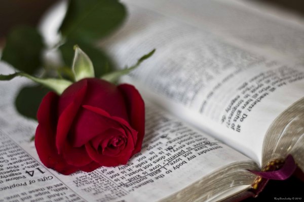 Весеннее счастье