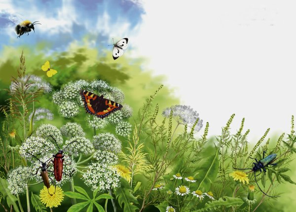 Луг с насекомыми