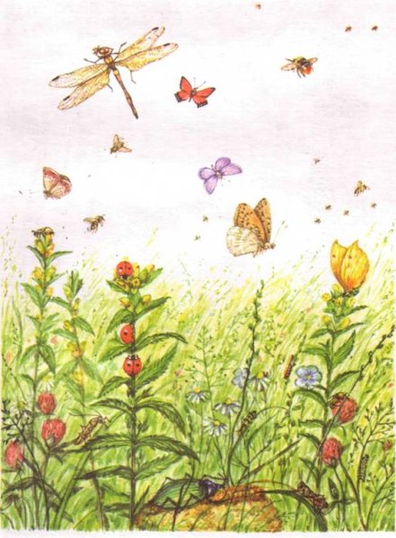 Насекомые на Поляне