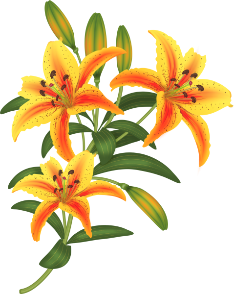 Лилия Сардана вектор