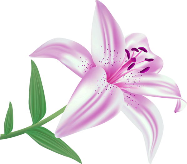 Дошкольникам лилии