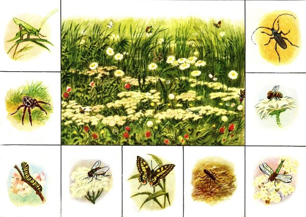 Раскраска для детей бабочки на лугу