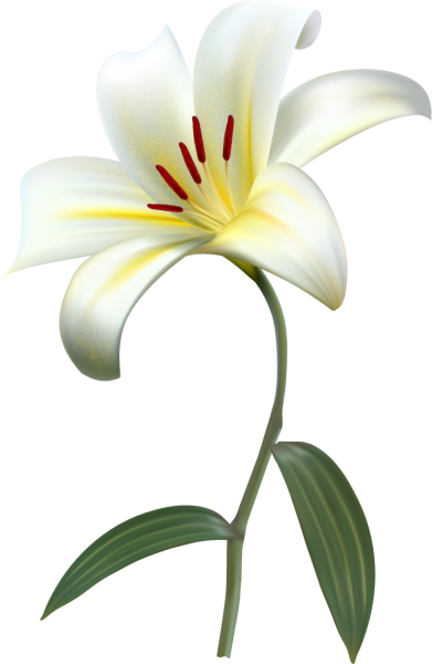 Лилия для детей
