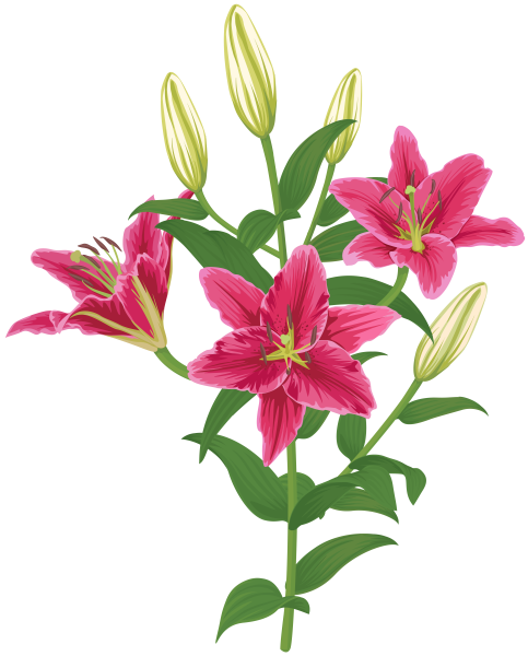 Лилия для детей