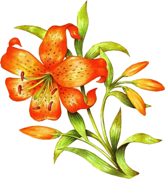 Лилия Сардана вектор