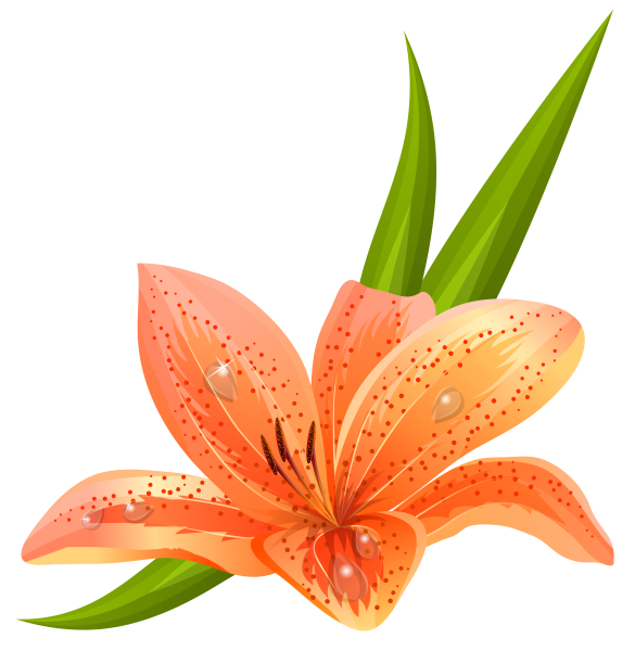 Тигровая Лилия