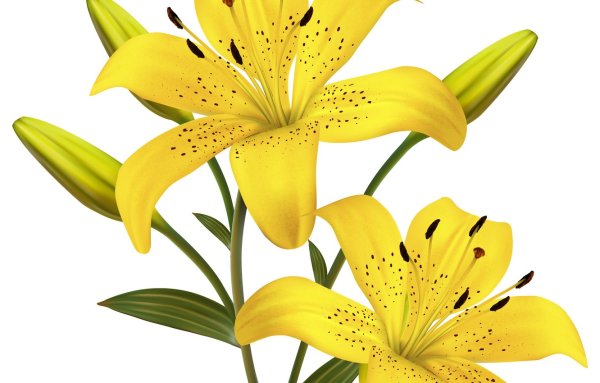 Лилия цветок