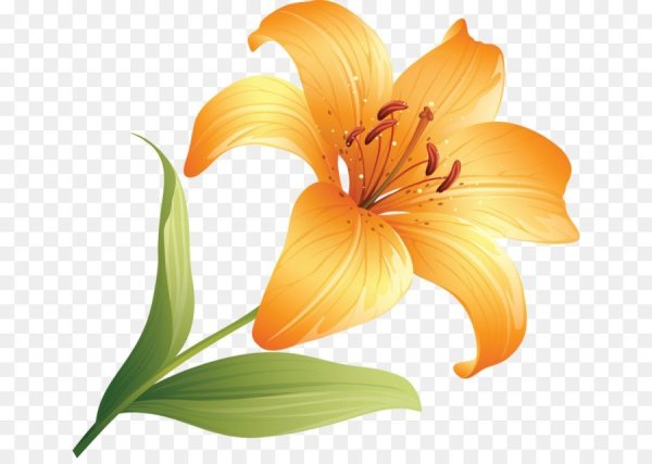 Лилия для детей