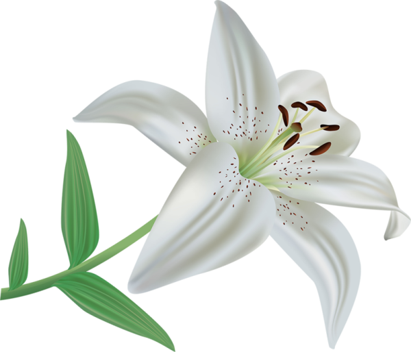 Лилия белая