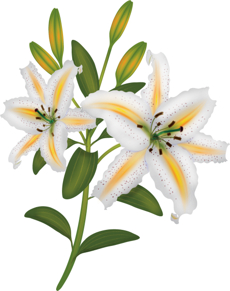 Лилии на белом фоне