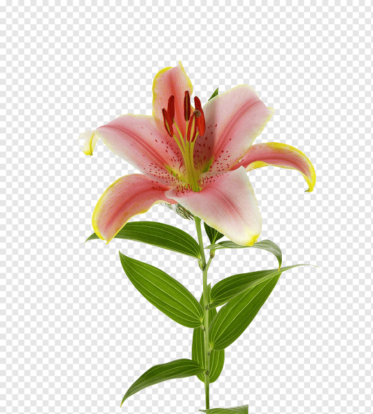 Один цветок лилии