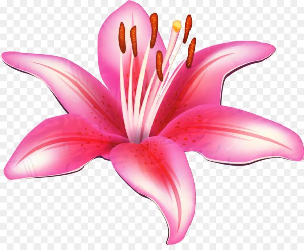 Лилия на белом фоне