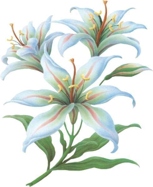 Цветы лилии орнамент цветной