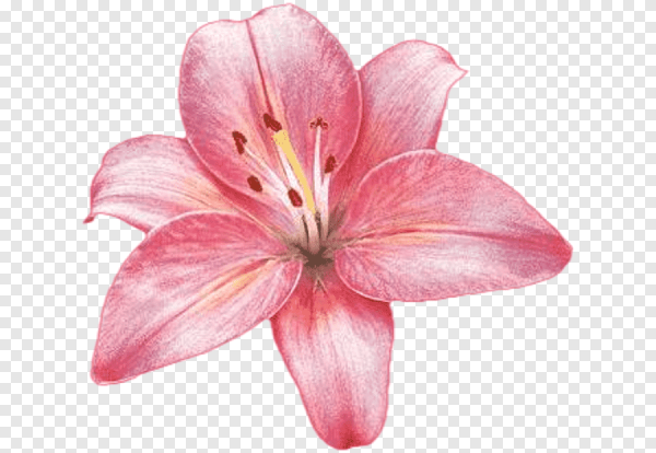 Розовые лилии на прозрачном фоне