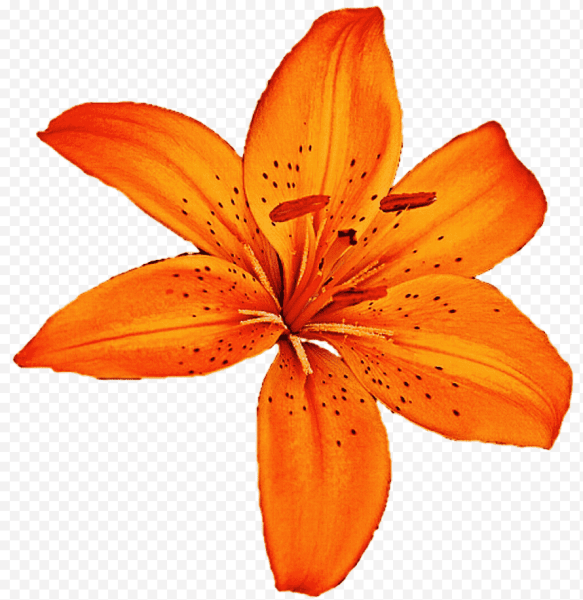 Тигровая Лилия