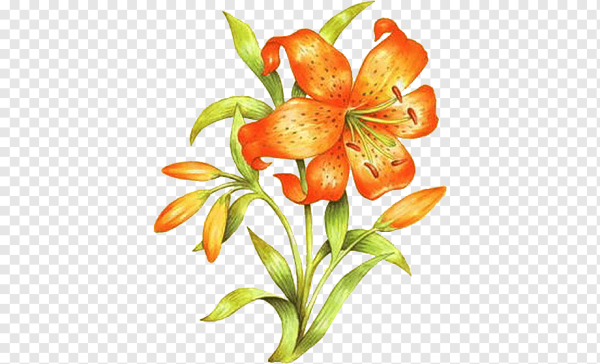 Цветы рисунок