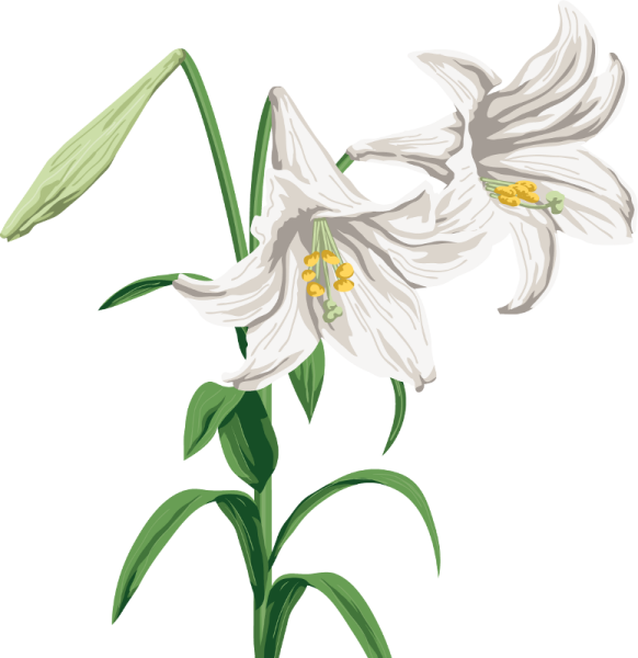 Лилия для детей в детском саду