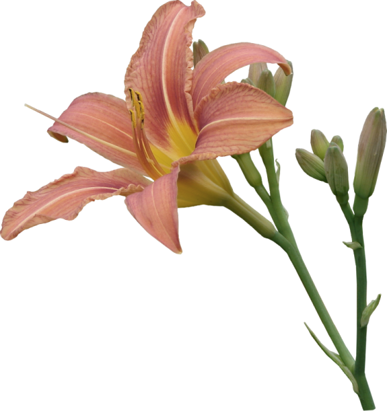 Лилейник на белом фоне