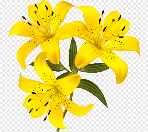 Лилия Йеллоу