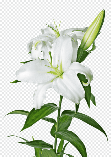 Лилия (Lilium Petacas