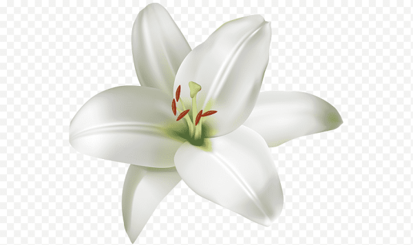 Лилия на белом фоне арт