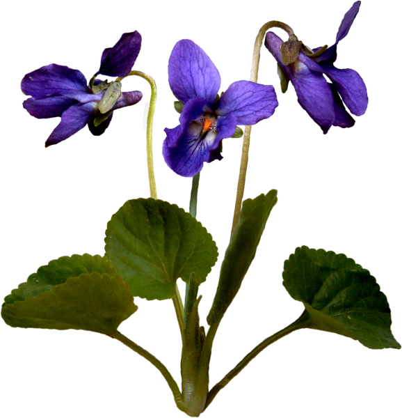 Фиалка Полевая